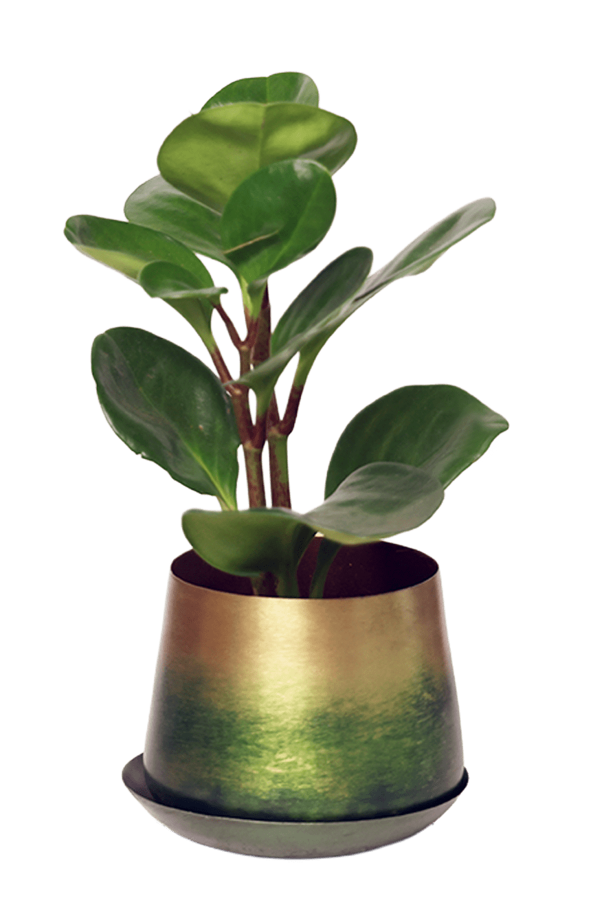 Joe Metal Pot With Drainage Hole | 3 & 5 inch - Chive Ceramics Studio - Pots - Chive Ceramics Studio