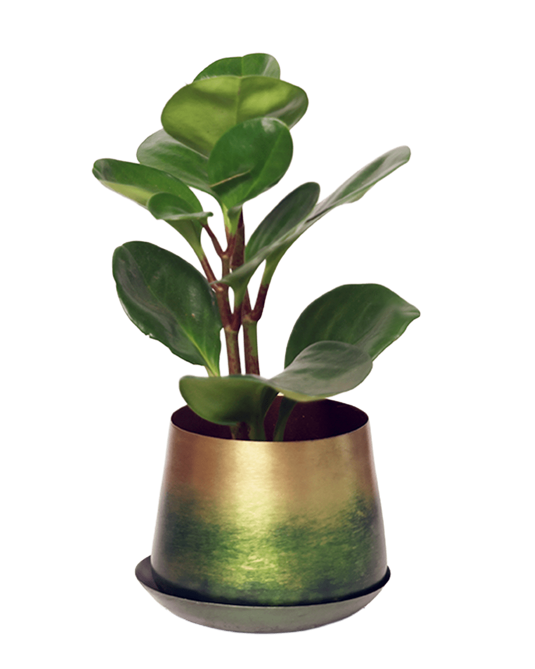 Joe Metal Pot With Drainage Hole | 3 & 5 inch - Chive Ceramics Studio - Pots - Chive Ceramics Studio