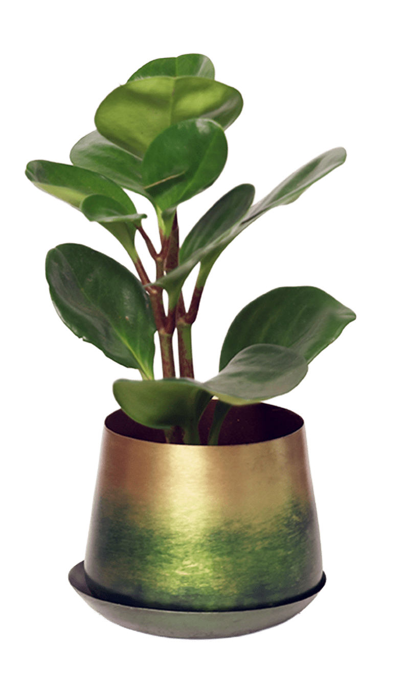 Joe Metal Pot With Drainage Hole | 3 & 5 inch - Chive Ceramics Studio - Pots - Chive Ceramics Studio