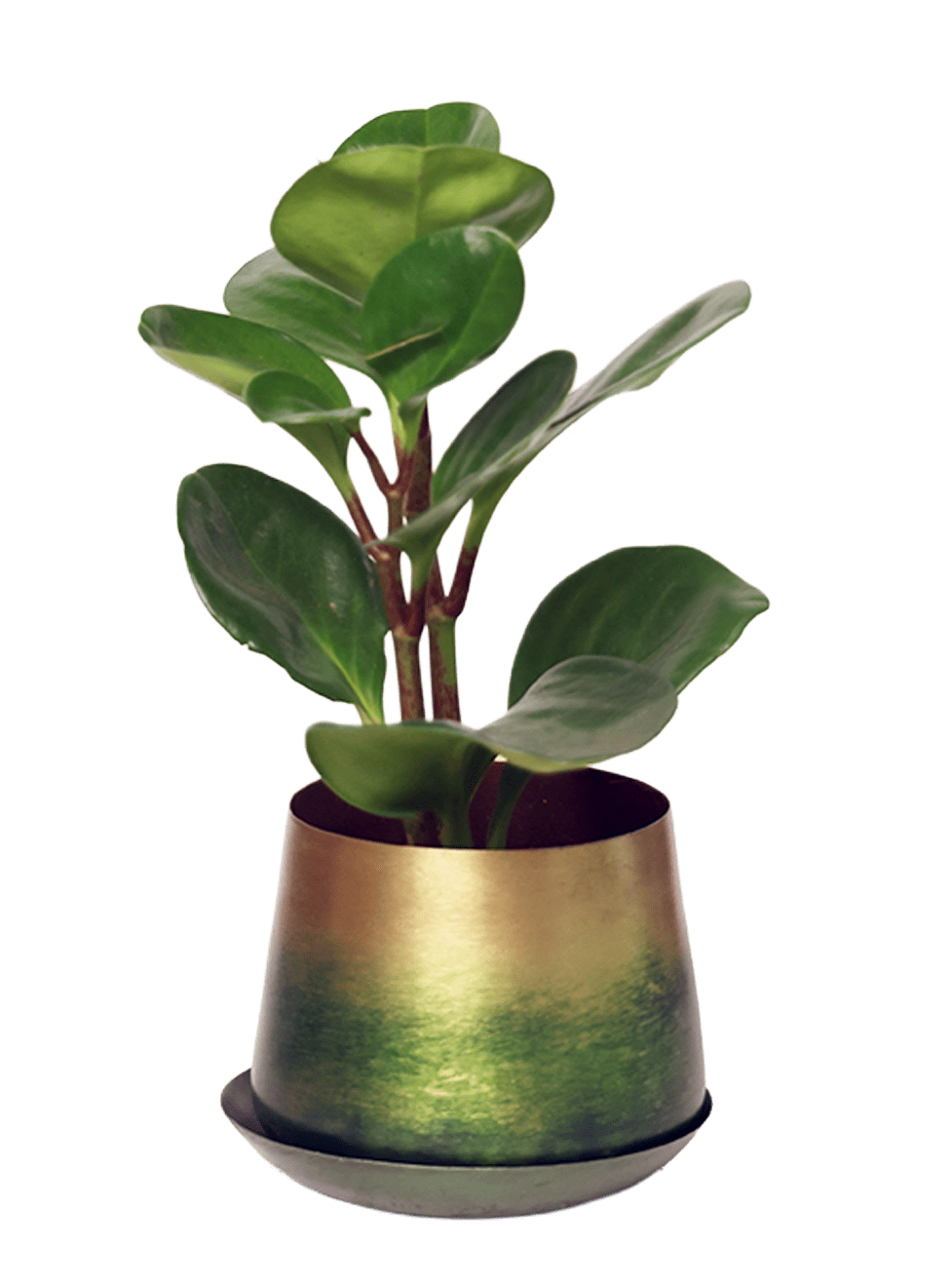 Joe Metal Pot With Drainage Hole | 3 & 5 inch - Chive Ceramics Studio - Pots - Chive Ceramics Studio