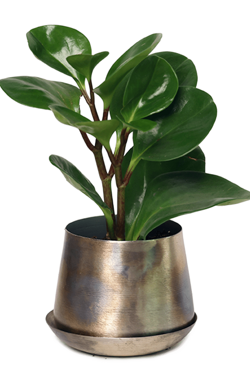 Joe Metal Pot With Drainage Hole | 3 & 5 inch - Chive Ceramics Studio - Pots - Chive Ceramics Studio