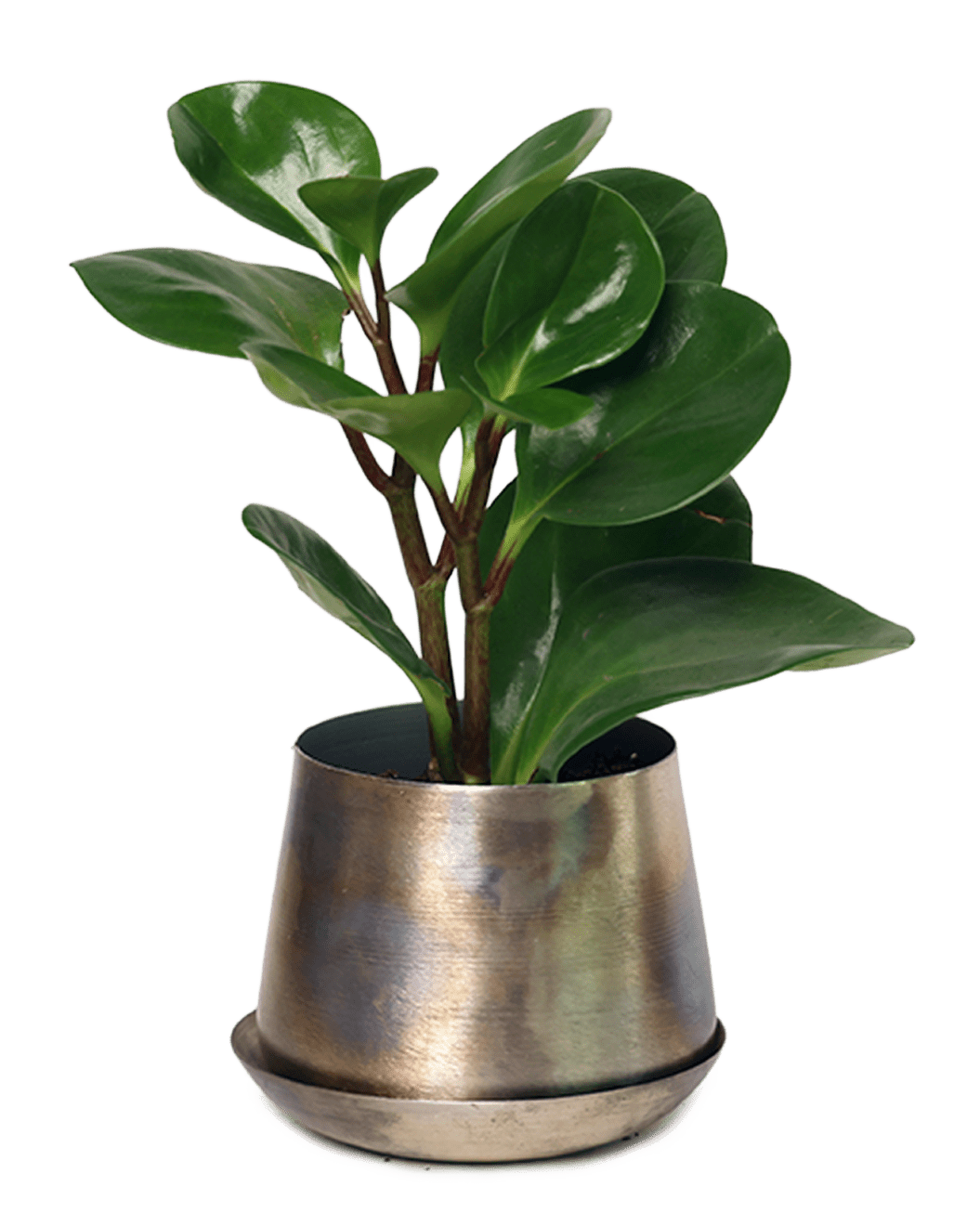 Joe Metal Pot With Drainage Hole | 3 & 5 inch - Chive Ceramics Studio - Pots - Chive Ceramics Studio