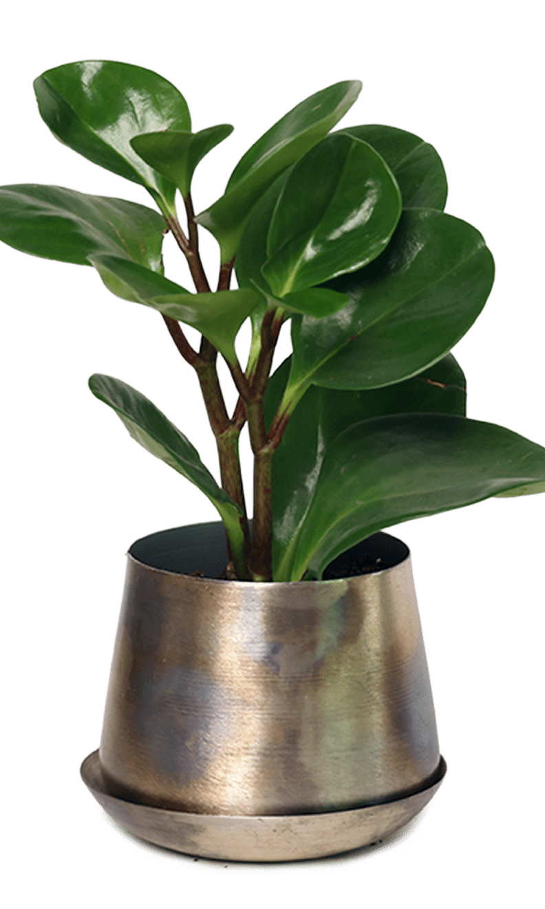 Joe Metal Pot With Drainage Hole | 3 & 5 inch - Chive Ceramics Studio - Pots - Chive Ceramics Studio