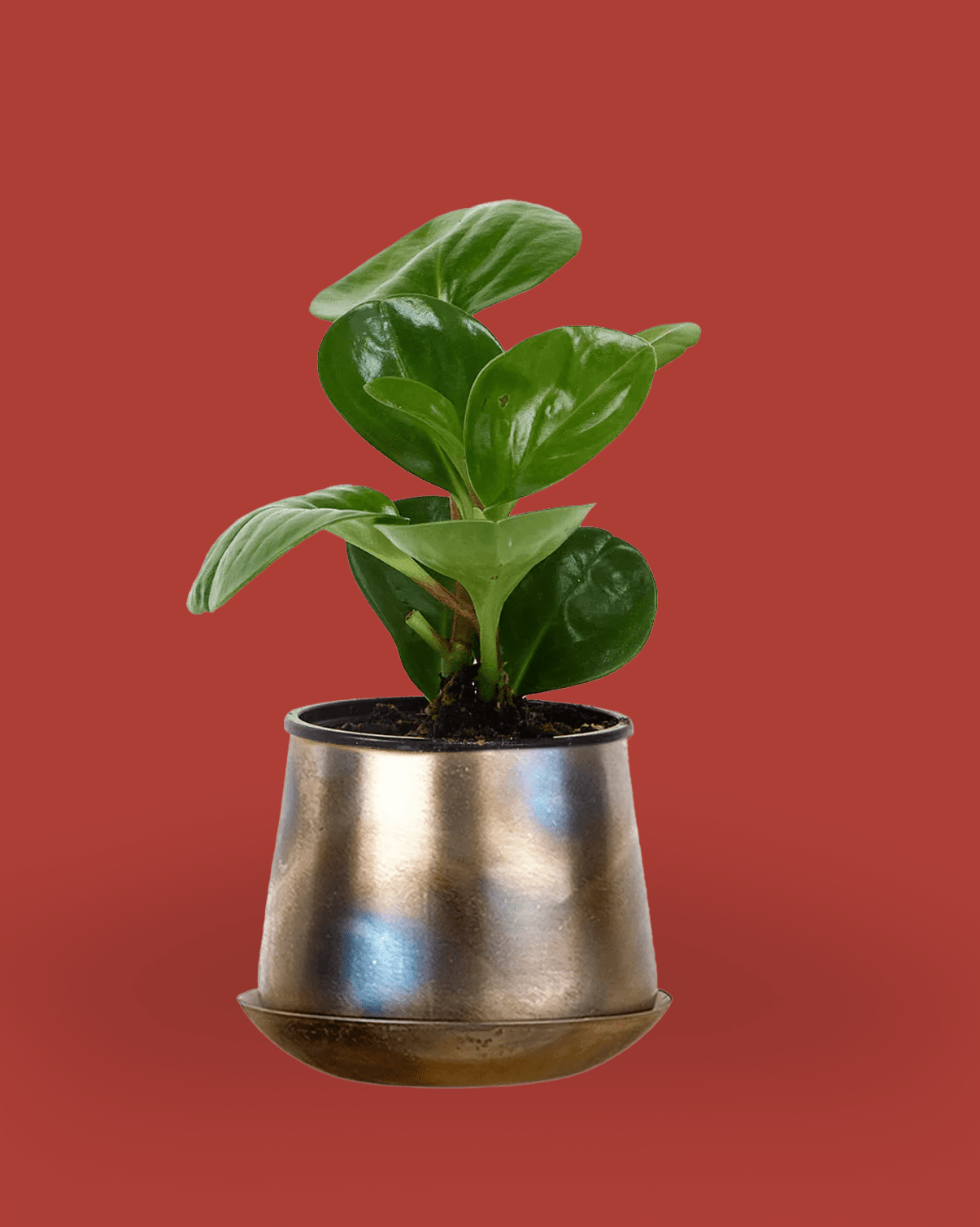 Joe Metal Pot 3.5" - Chive Ceramics Studio - Pots - Chive Ceramics Studio