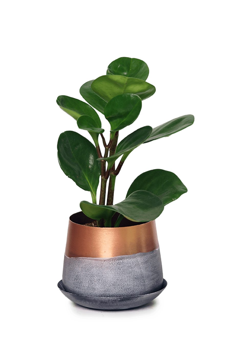 Joe Metal Pot With Drainage Hole | 3 & 5 inch - Chive Ceramics Studio - Pots - Chive Ceramics Studio