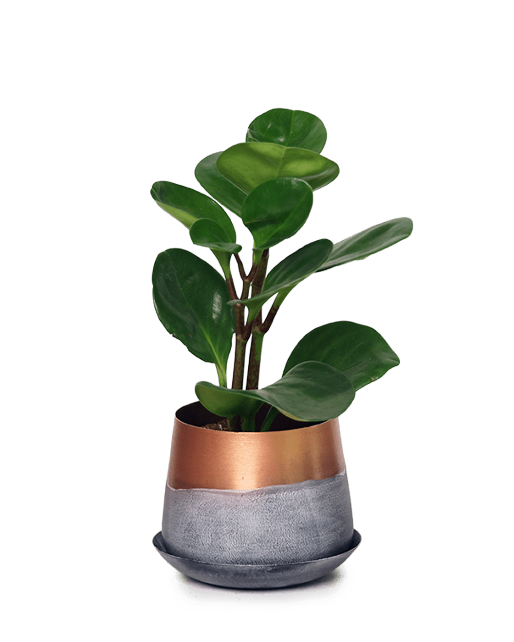 Joe Metal Pot With Drainage Hole | 3 & 5 inch - Chive Ceramics Studio - Pots - Chive Ceramics Studio