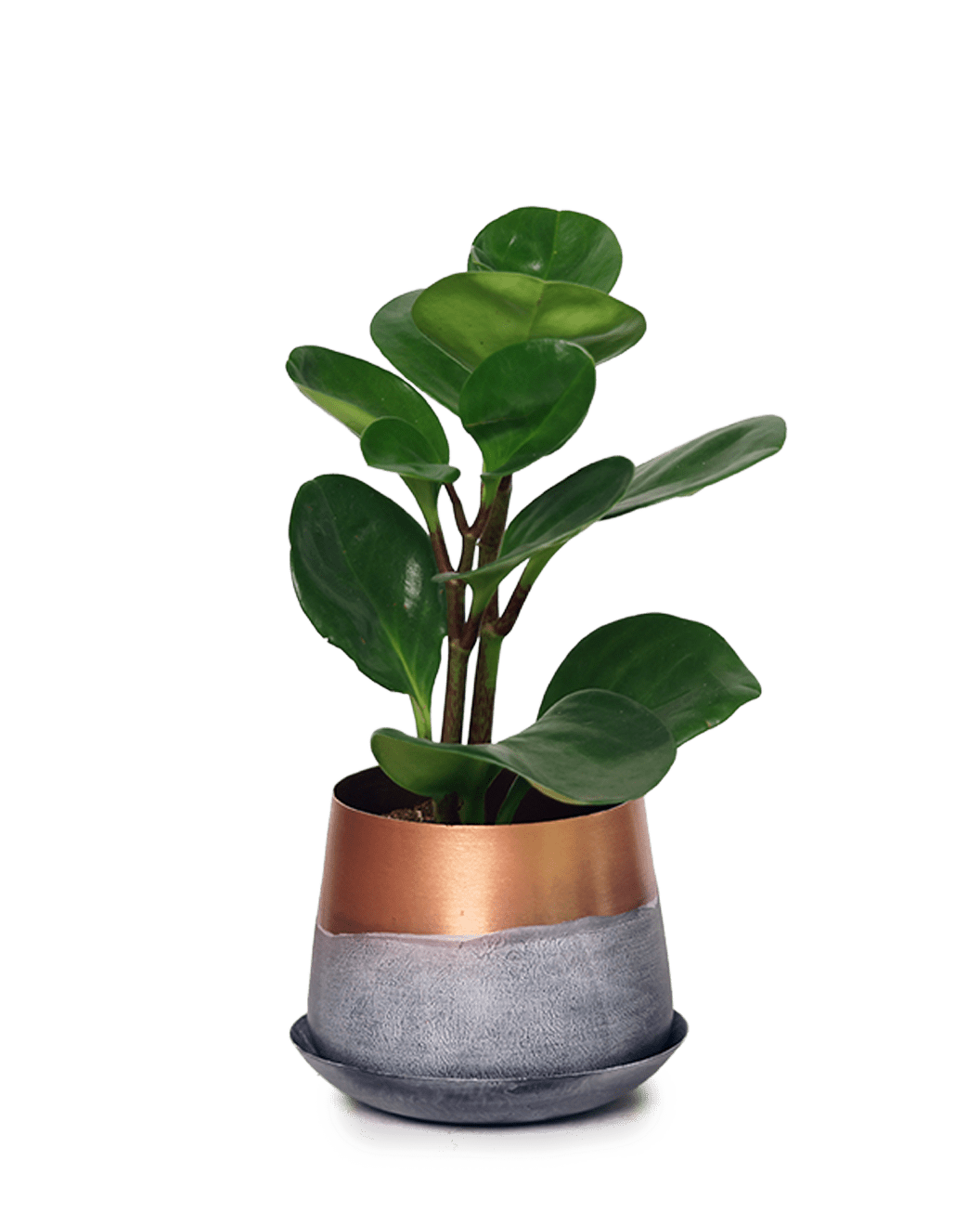 Joe Metal Pot With Drainage Hole | 3 & 5 inch - Chive Ceramics Studio - Pots - Chive Ceramics Studio