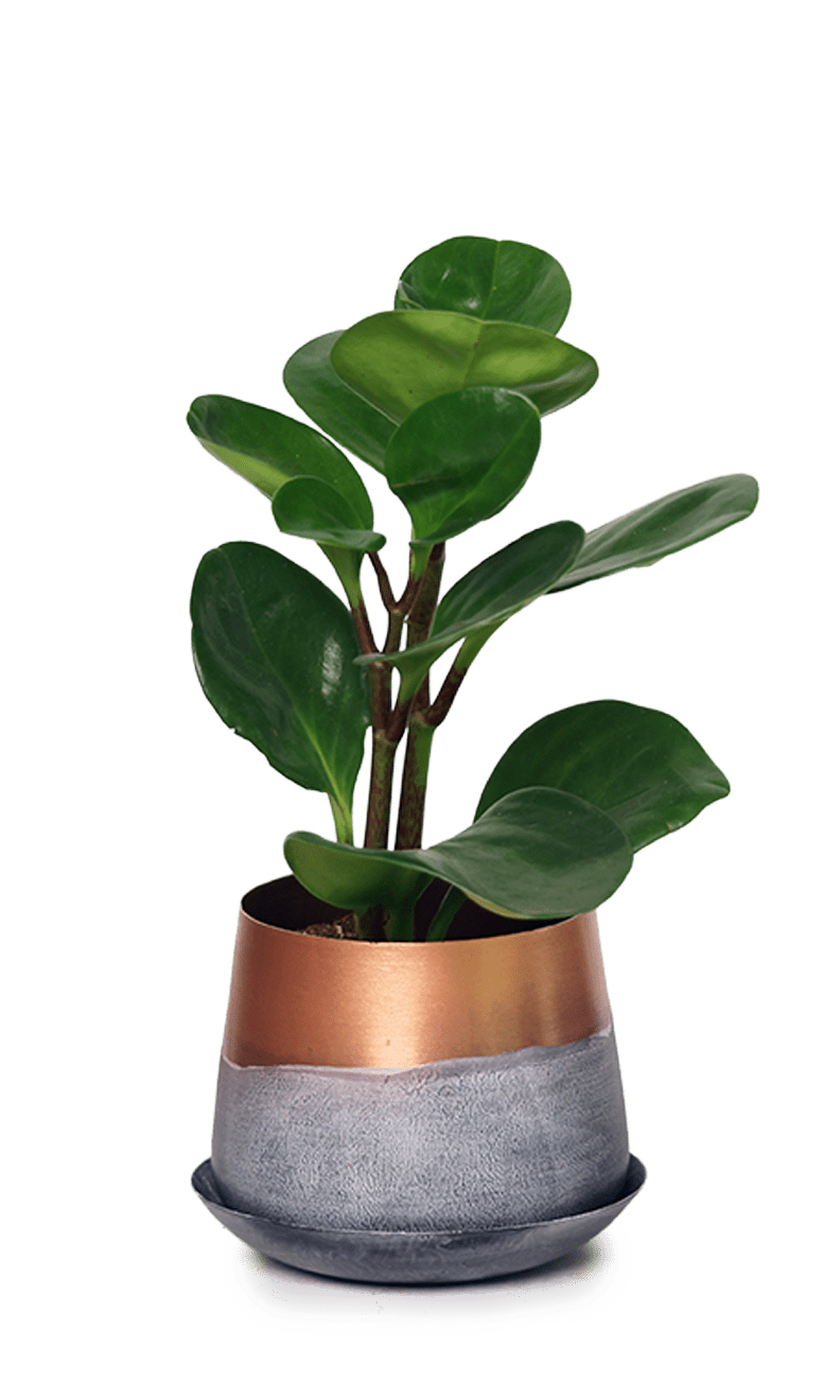 Joe Metal Pot With Drainage Hole | 3 & 5 inch - Chive Ceramics Studio - Pots - Chive Ceramics Studio