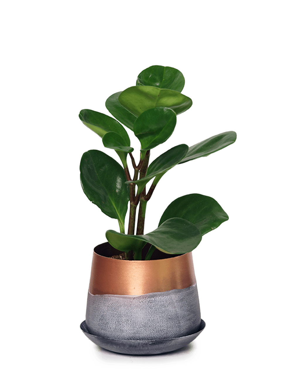 Joe Metal Pot With Drainage Hole | 3 & 5 inch - Chive Ceramics Studio - Pots - Chive Ceramics Studio