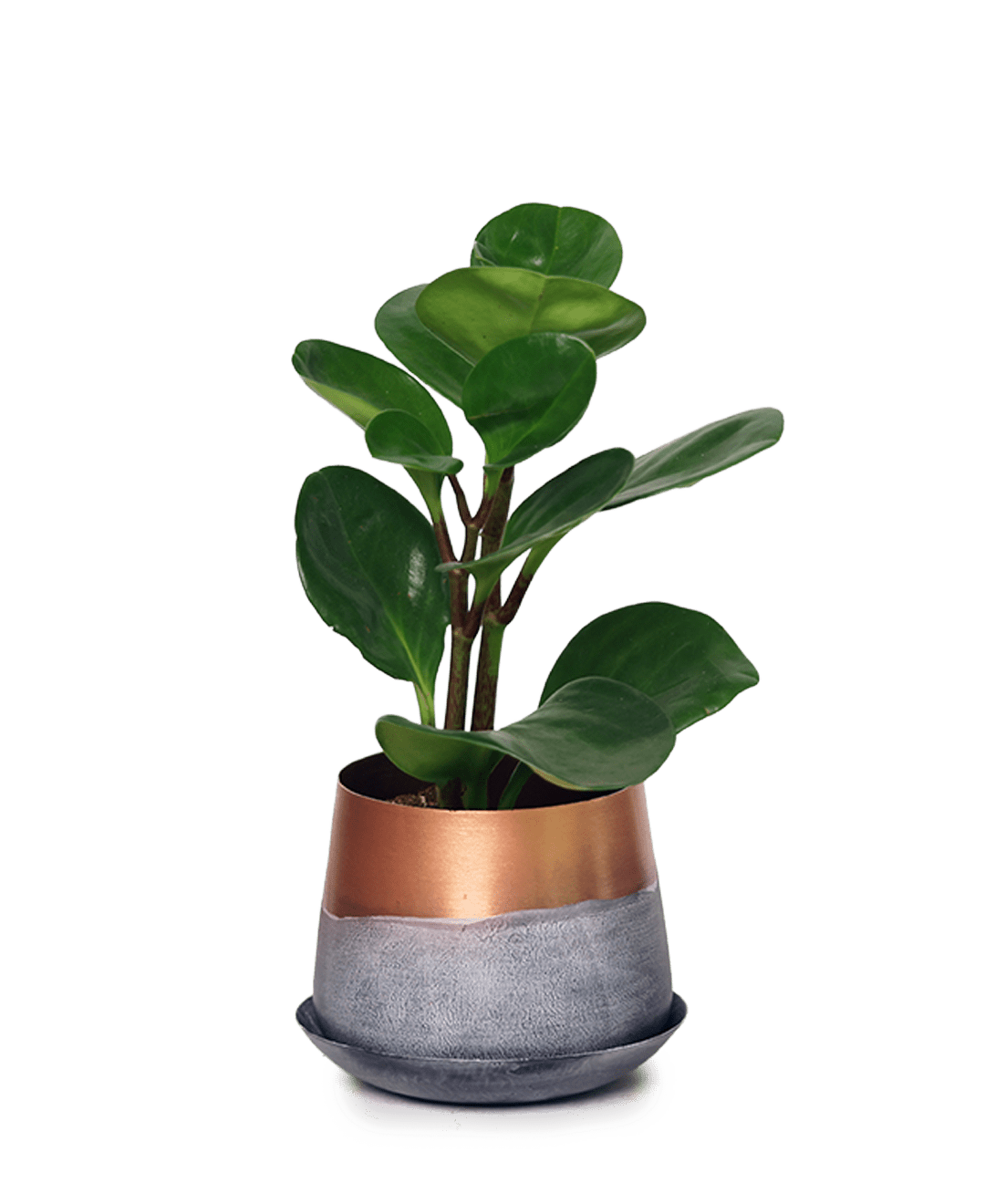 Joe Metal Pot With Drainage Hole | 3 & 5 inch - Chive Ceramics Studio - Pots - Chive Ceramics Studio