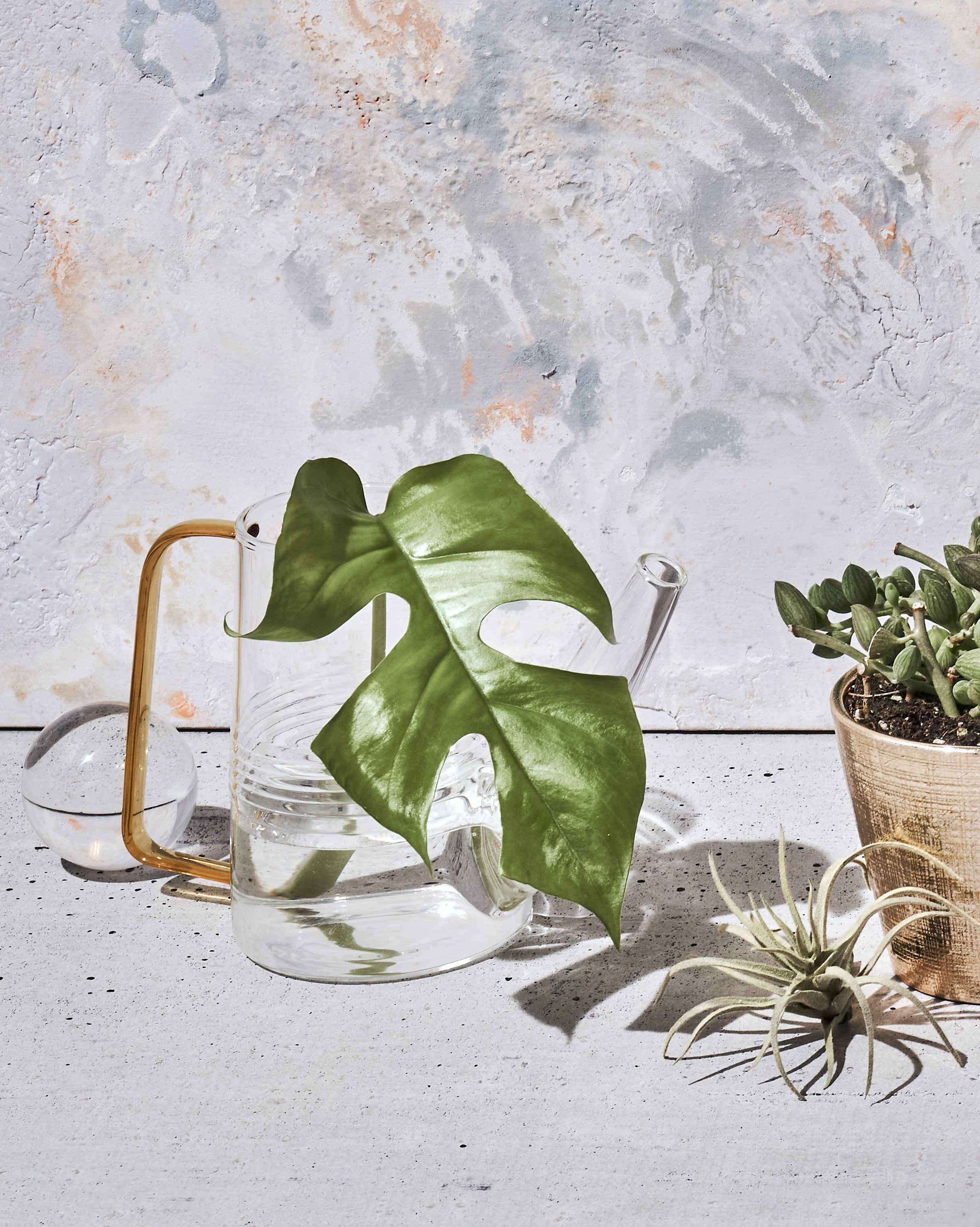 Sprocket Glass Modern Watering Container - Chive Ceramics Studio - Tools & Accessories - Chive Ceramics Studio