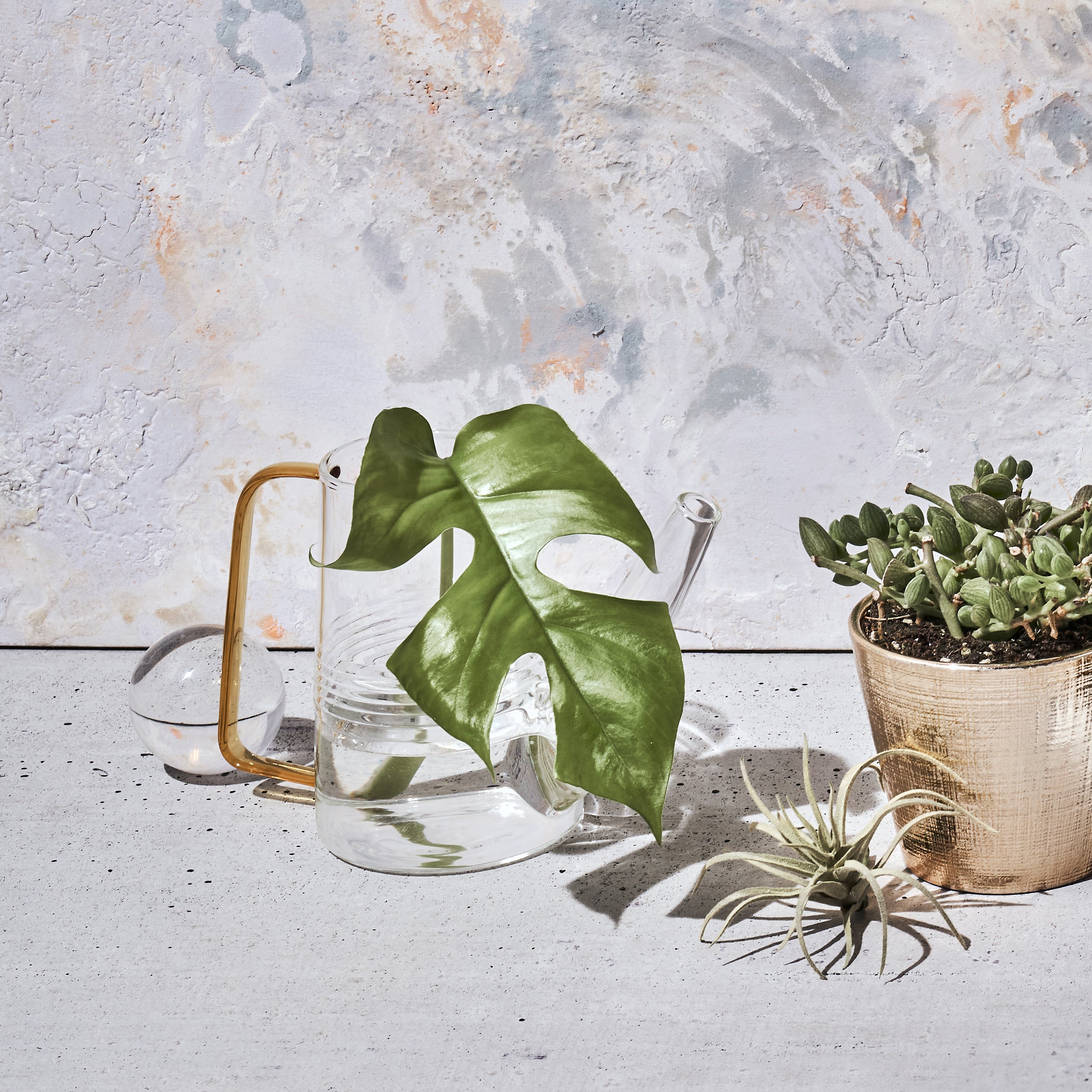 Sprocket Glass Modern Watering Container - Chive Ceramics Studio - Tools & Accessories - Chive Ceramics Studio