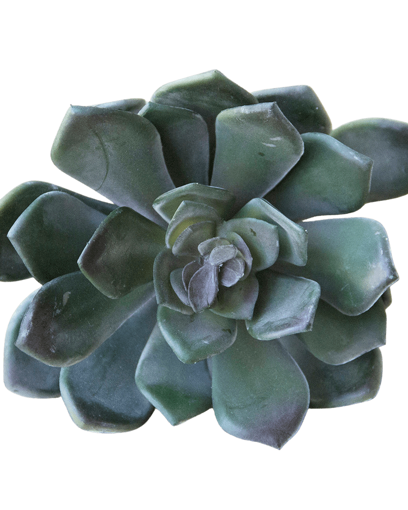 Succulents Fake Faux Lifelike Decorative Things - Chive Ceramics Studio - Tools & Accessories - Chive US
