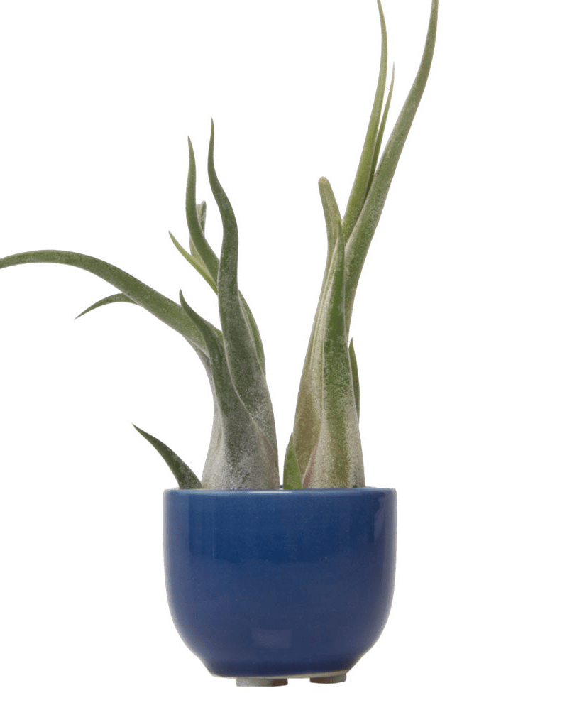 Succulent Cup Ceramic For Weddings - Chive Ceramics Studio - Pots - Chive US