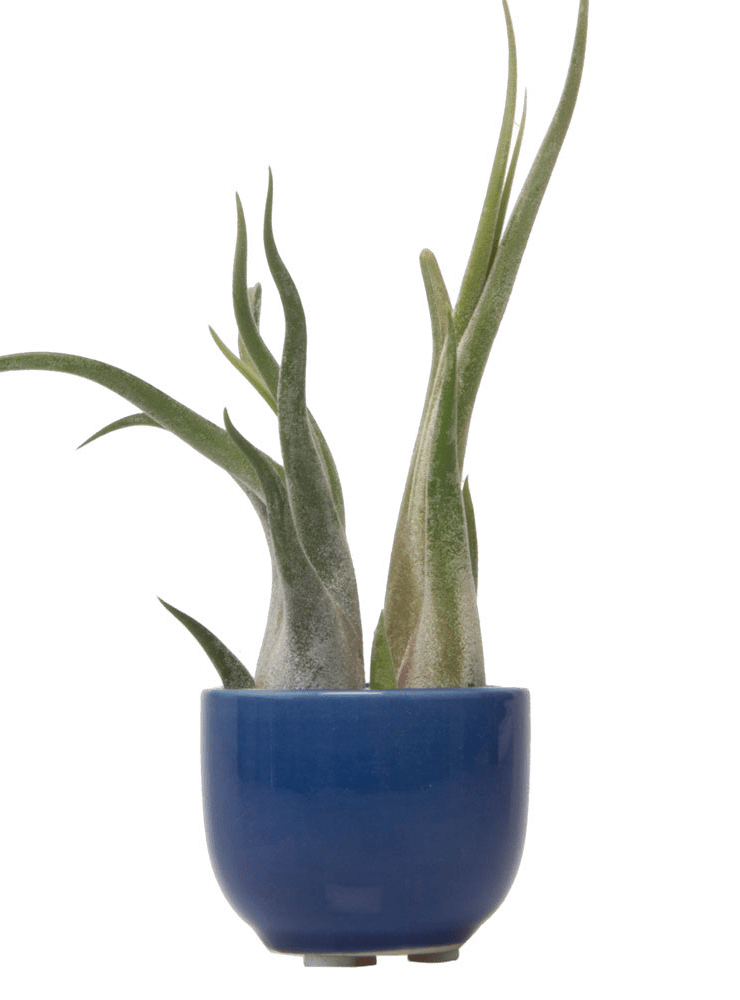 Succulent Cup Ceramic For Weddings - Chive Ceramics Studio - Pots - Chive US