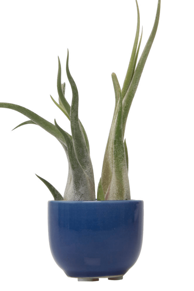 Succulent Cup Ceramic For Weddings - Chive Ceramics Studio - Pots - Chive US
