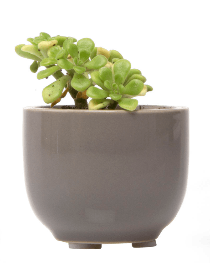 Succulent Cup Ceramic For Weddings - Chive Ceramics Studio - Pots - Chive US