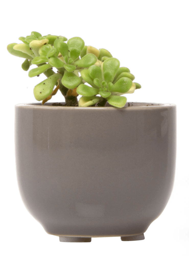 Succulent Cup Ceramic For Weddings - Chive Ceramics Studio - Pots - Chive US