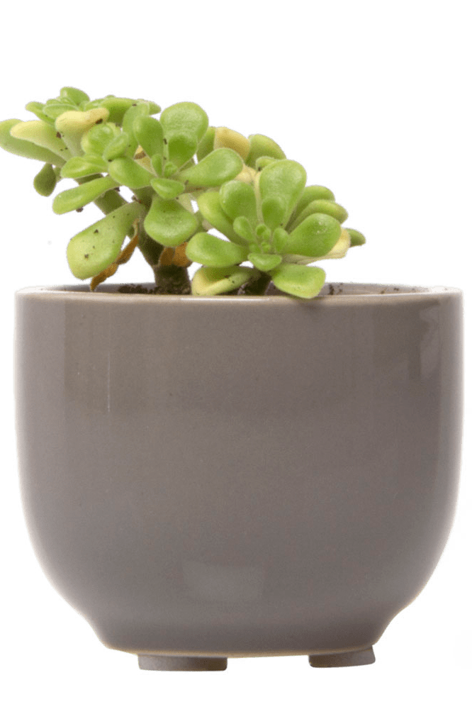 Succulent Cup Ceramic For Weddings - Chive Ceramics Studio - Pots - Chive US