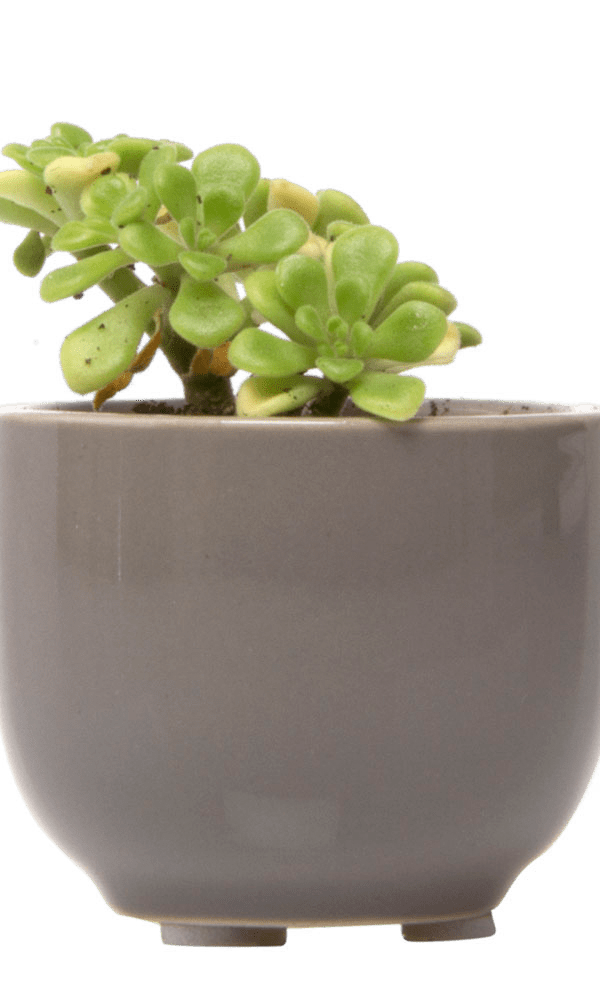 Succulent Cup Ceramic For Weddings - Chive Ceramics Studio - Pots - Chive US