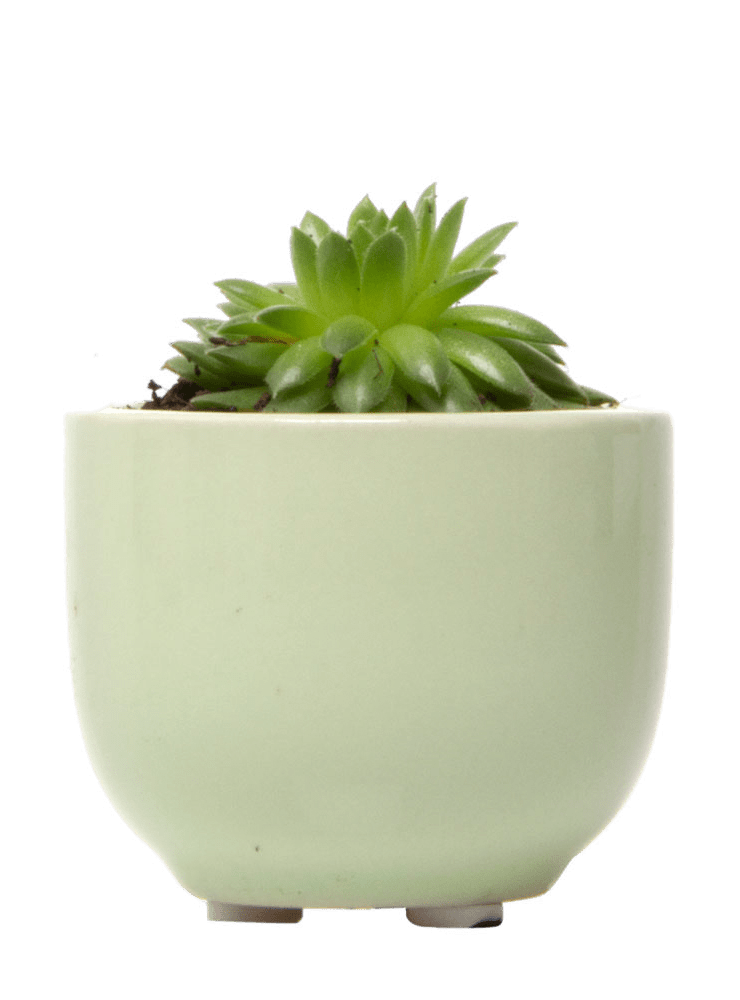Succulent Cup Ceramic For Weddings - Chive Ceramics Studio - Pots - Chive US
