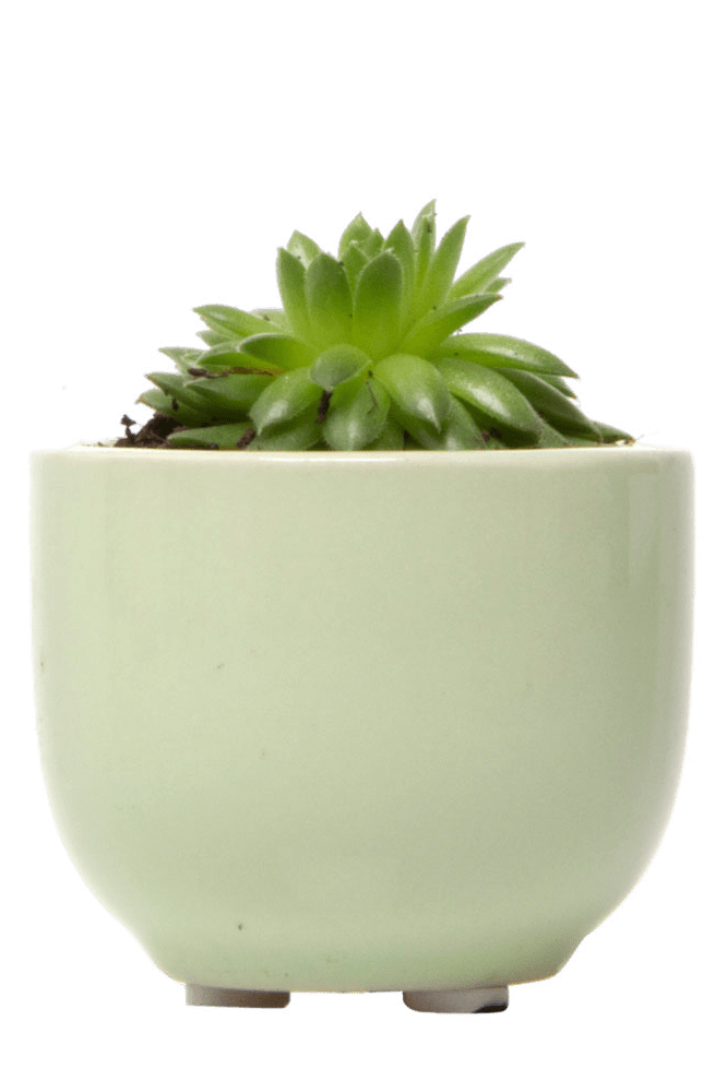 Succulent Cup Ceramic For Weddings - Chive Ceramics Studio - Pots - Chive US