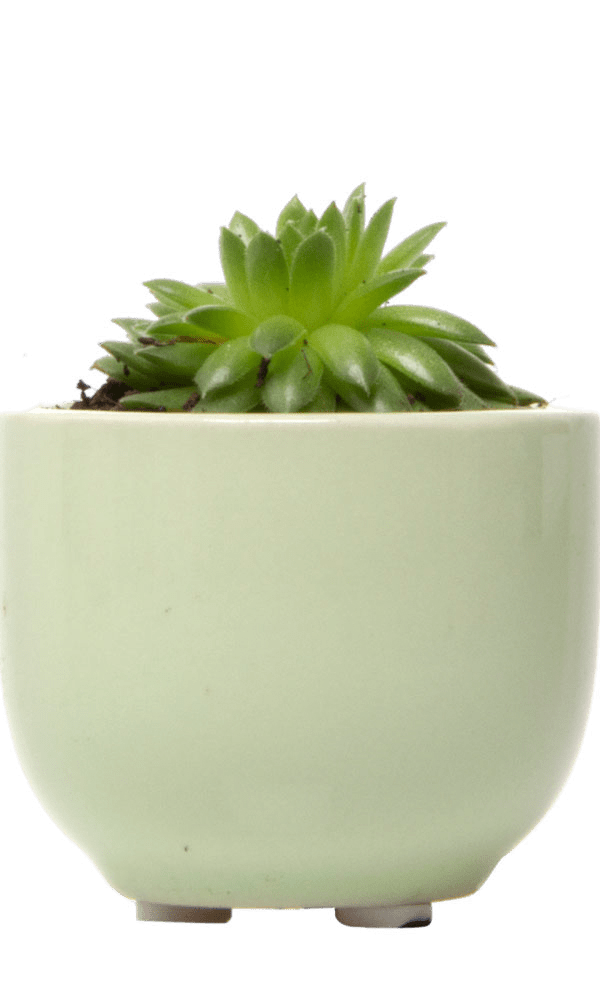 Succulent Cup Ceramic For Weddings - Chive Ceramics Studio - Pots - Chive US