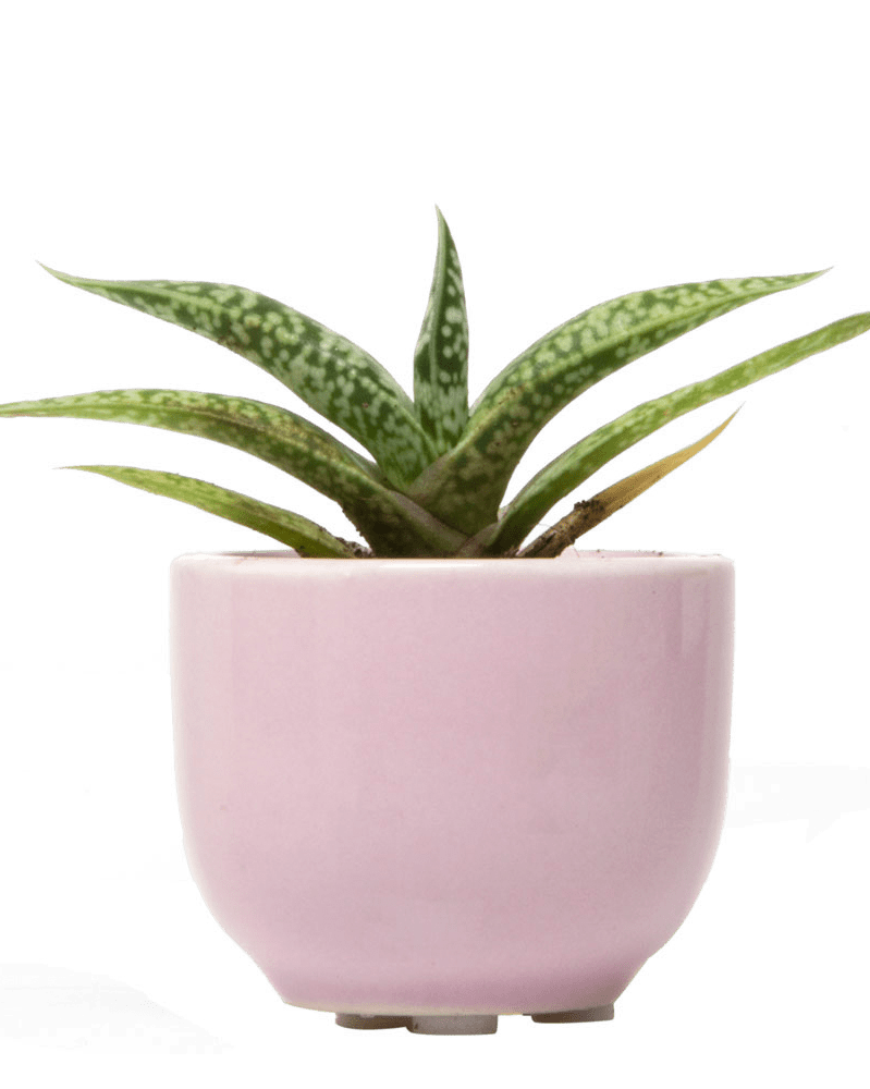 Succulent Cup Ceramic For Weddings - Chive Ceramics Studio - Pots - Chive US
