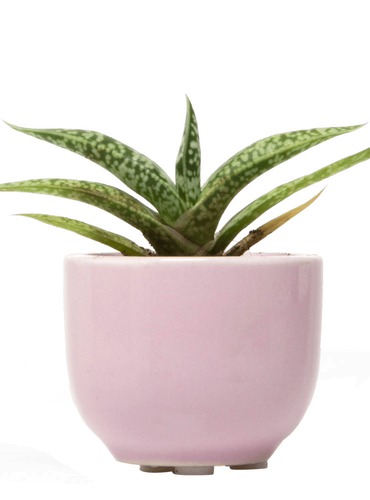 Succulent Cup Ceramic For Weddings - Chive Ceramics Studio - Pots - Chive US