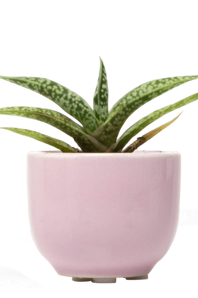 Succulent Cup Ceramic For Weddings - Chive Ceramics Studio - Pots - Chive US