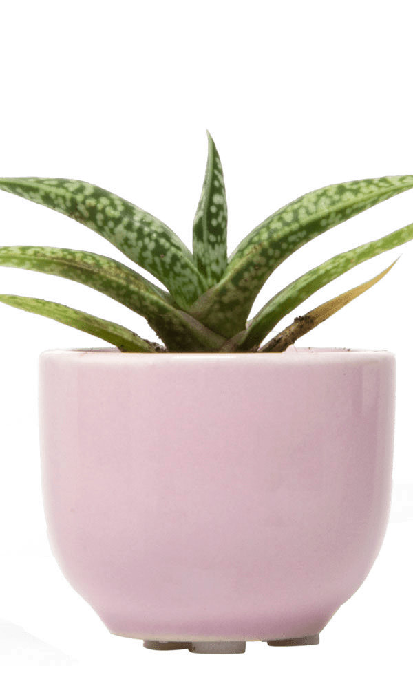 Succulent Cup Ceramic For Weddings - Chive Ceramics Studio - Pots - Chive US
