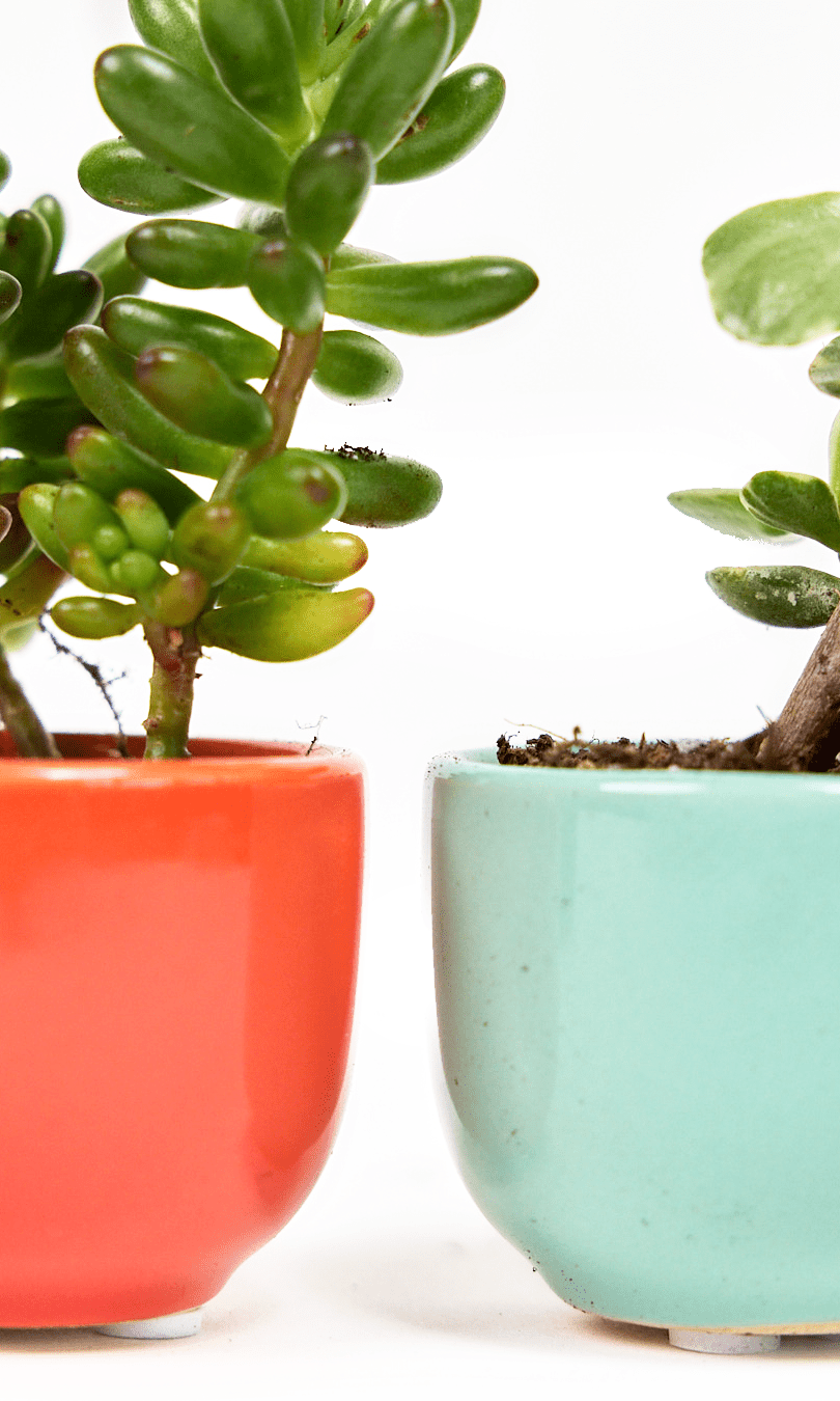 Succulent Cup Ceramic For Weddings - Chive Ceramics Studio - Pots - Chive US