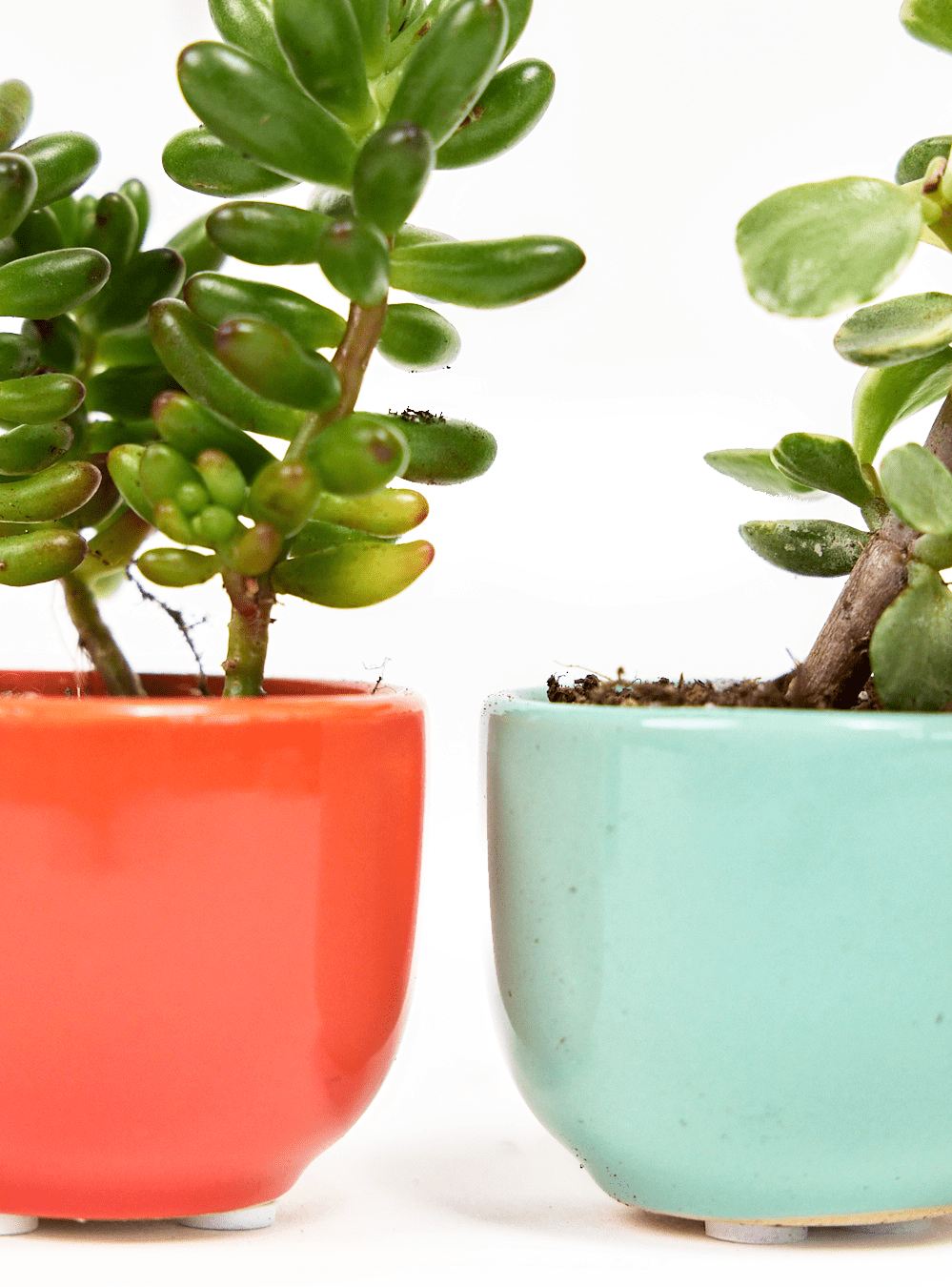 Succulent Cup Ceramic For Weddings - Chive Ceramics Studio - Pots - Chive US