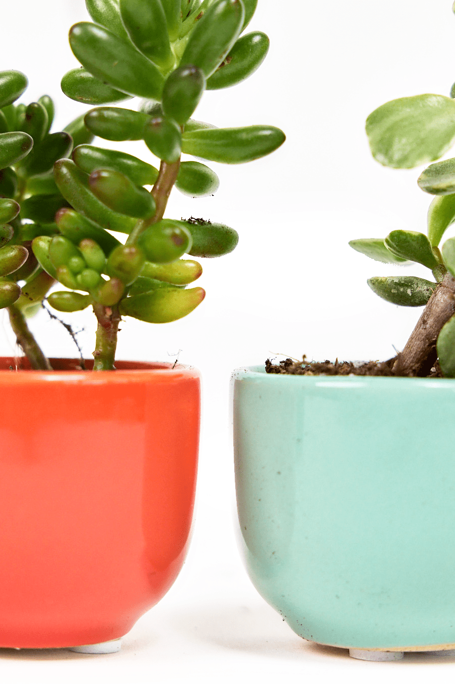 Succulent Cup Ceramic For Weddings - Chive Ceramics Studio - Pots - Chive US