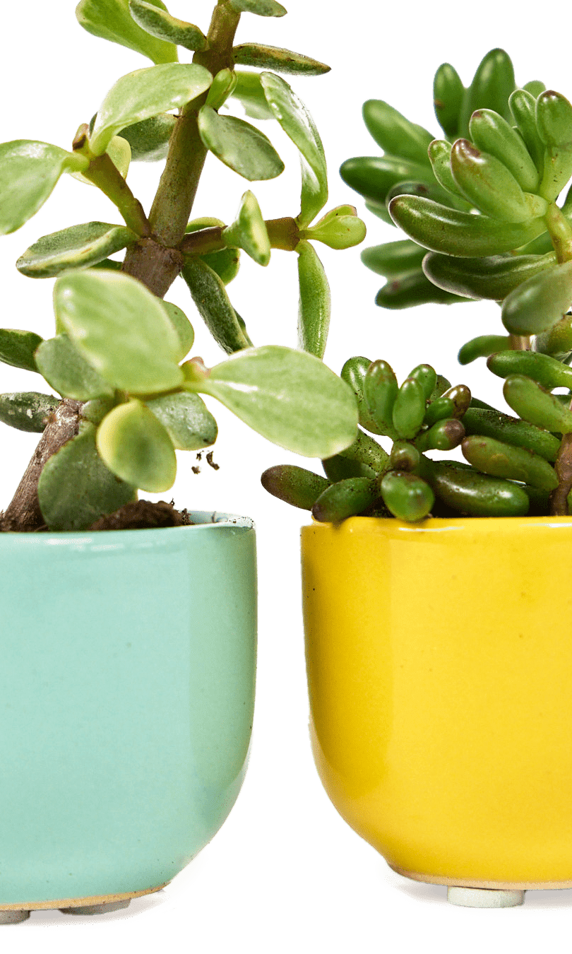 Succulent Cup Ceramic For Weddings - Chive Ceramics Studio - Pots - Chive US