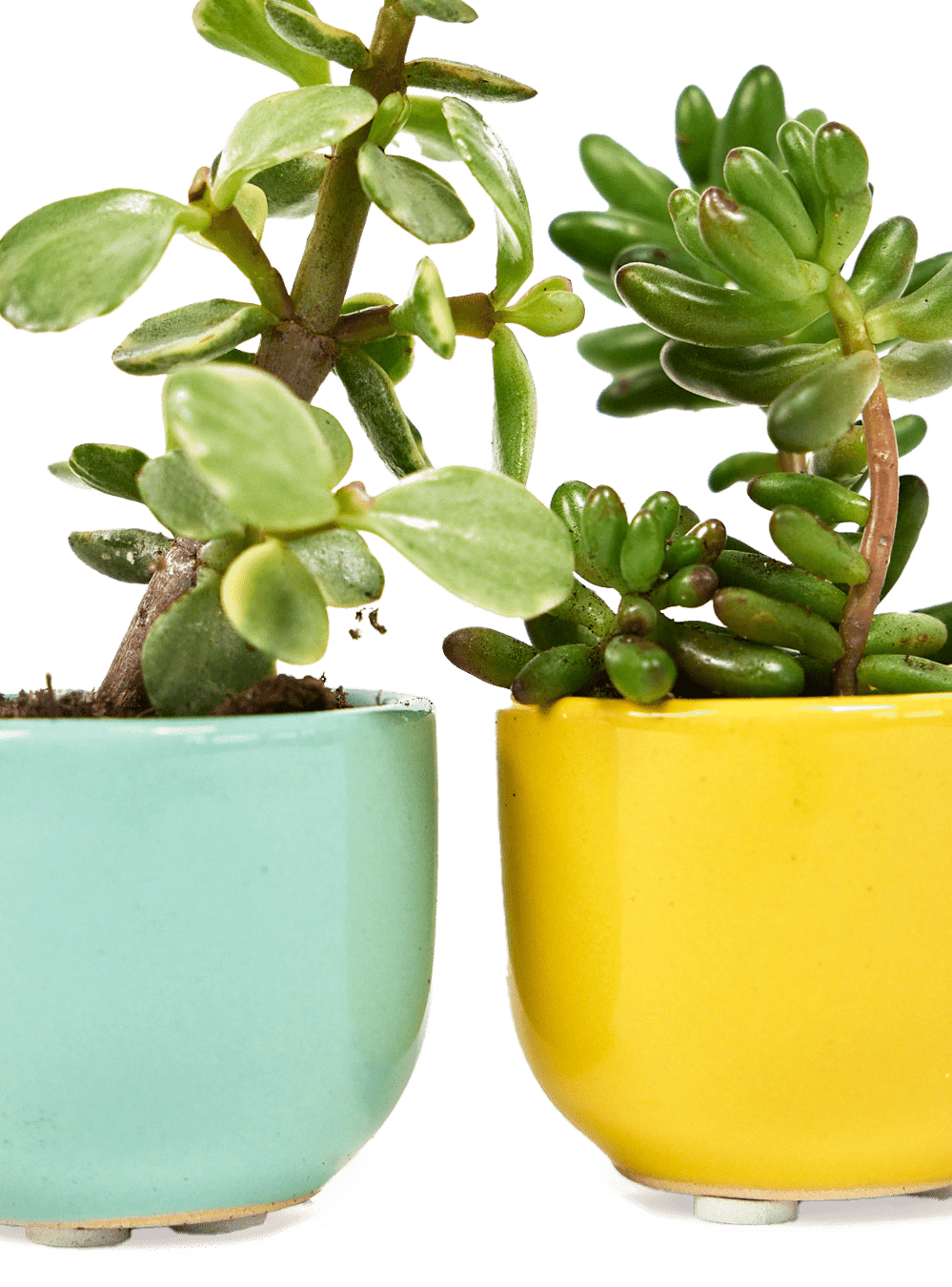 Succulent Cup Ceramic For Weddings - Chive Ceramics Studio - Pots - Chive US