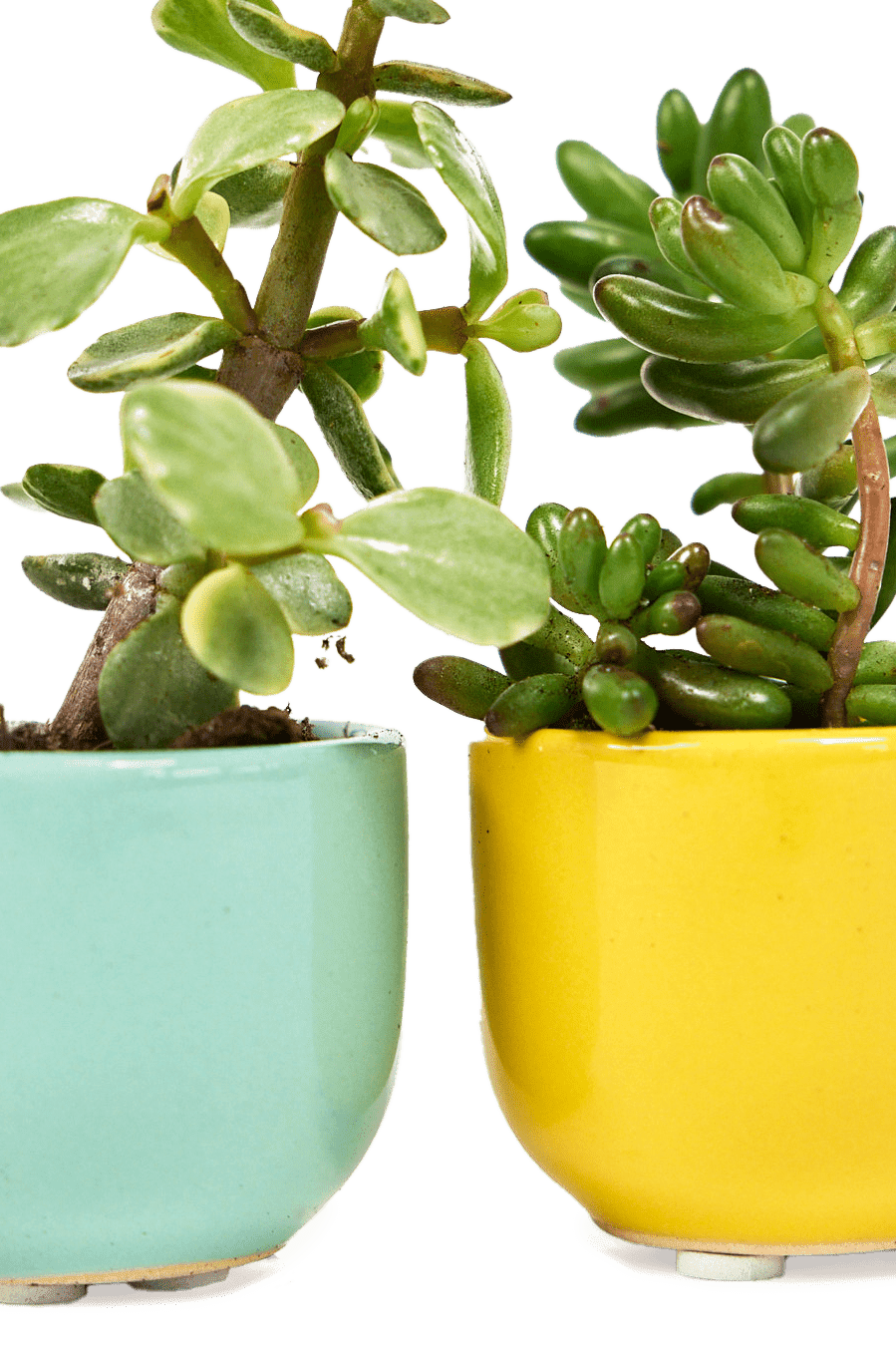 Succulent Cup Ceramic For Weddings - Chive Ceramics Studio - Pots - Chive US