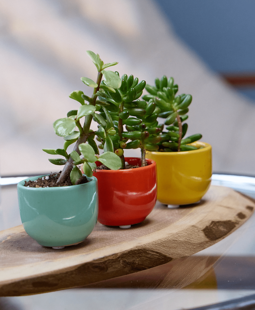 Succulent Cup Ceramic For Weddings - Chive Ceramics Studio - Pots - Chive US