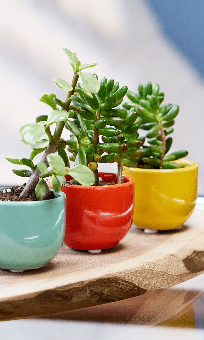 Succulent Cup Ceramic For Weddings - Chive Ceramics Studio - Pots - Chive US