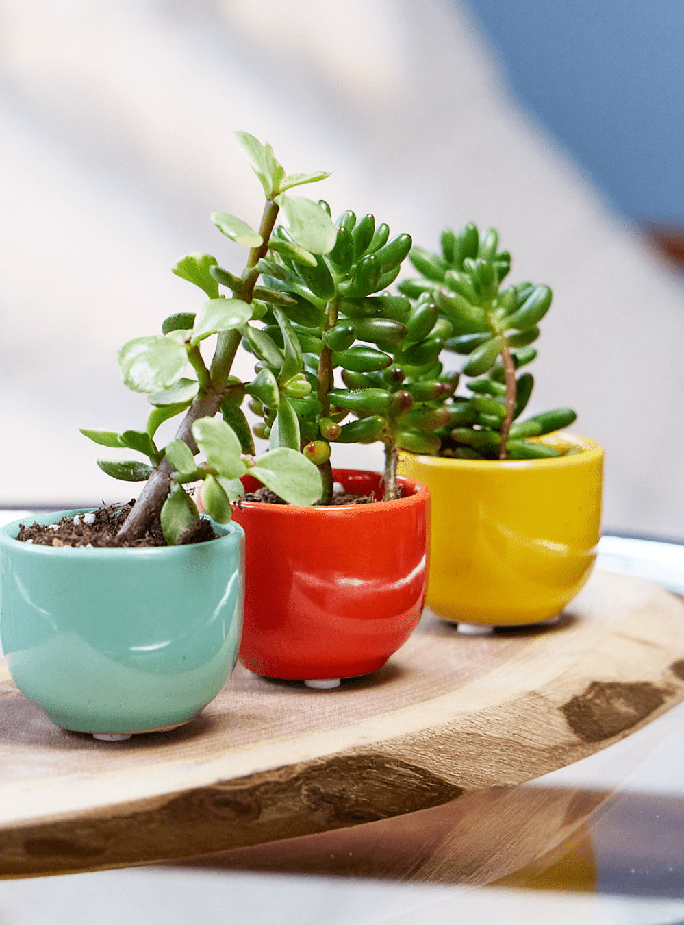 Succulent Cup Ceramic For Weddings - Chive Ceramics Studio - Pots - Chive US