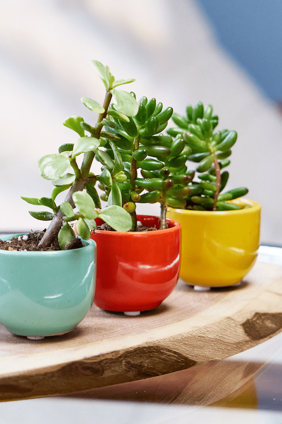 Succulent Cup Ceramic For Weddings - Chive Ceramics Studio - Pots - Chive US