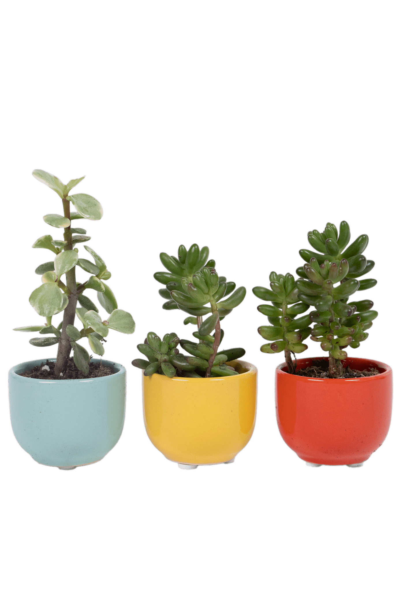 Succulent Cup Ceramic For Weddings - Chive Ceramics Studio - Pots - Chive US