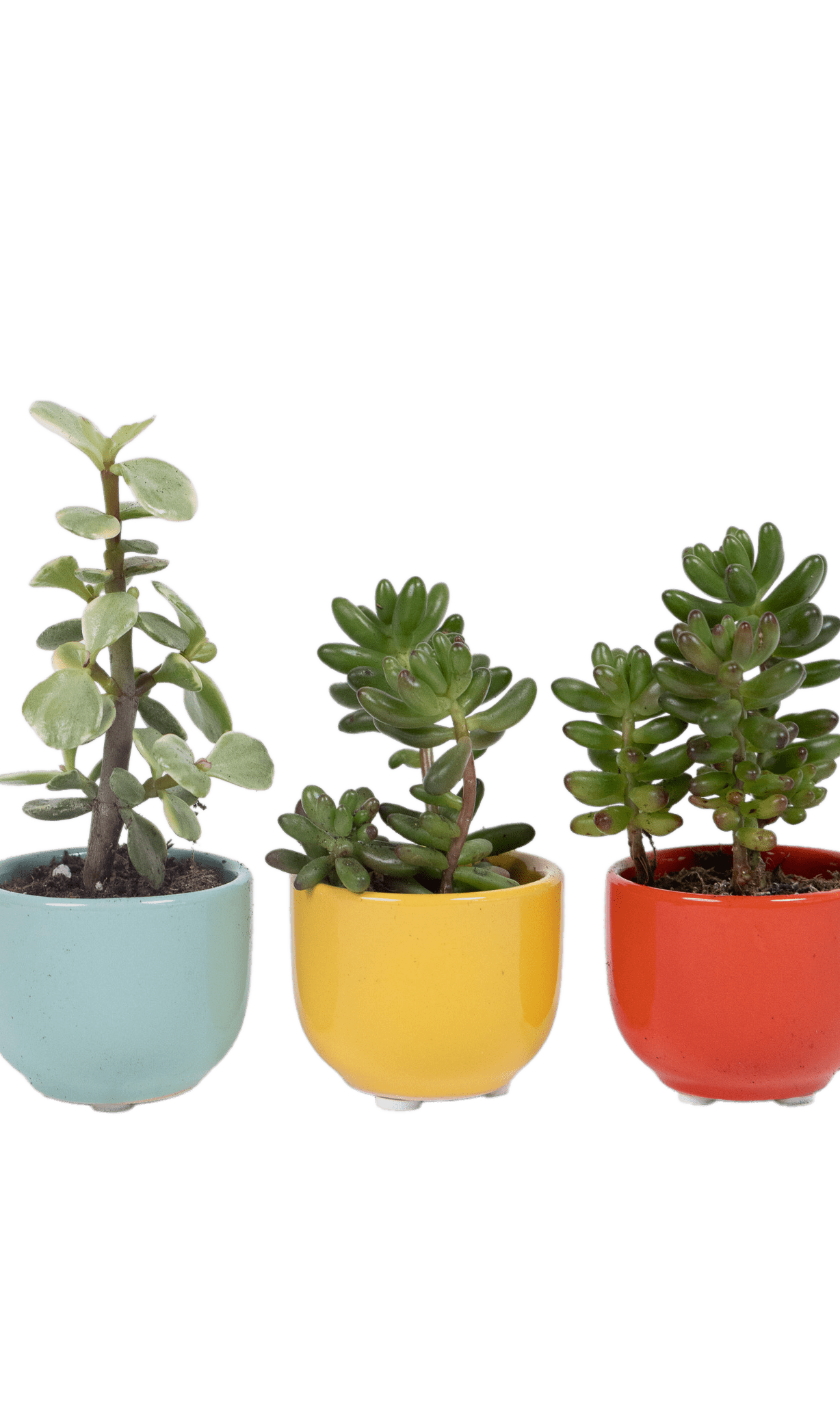 Succulent Cup Ceramic For Weddings - Chive Ceramics Studio - Pots - Chive US