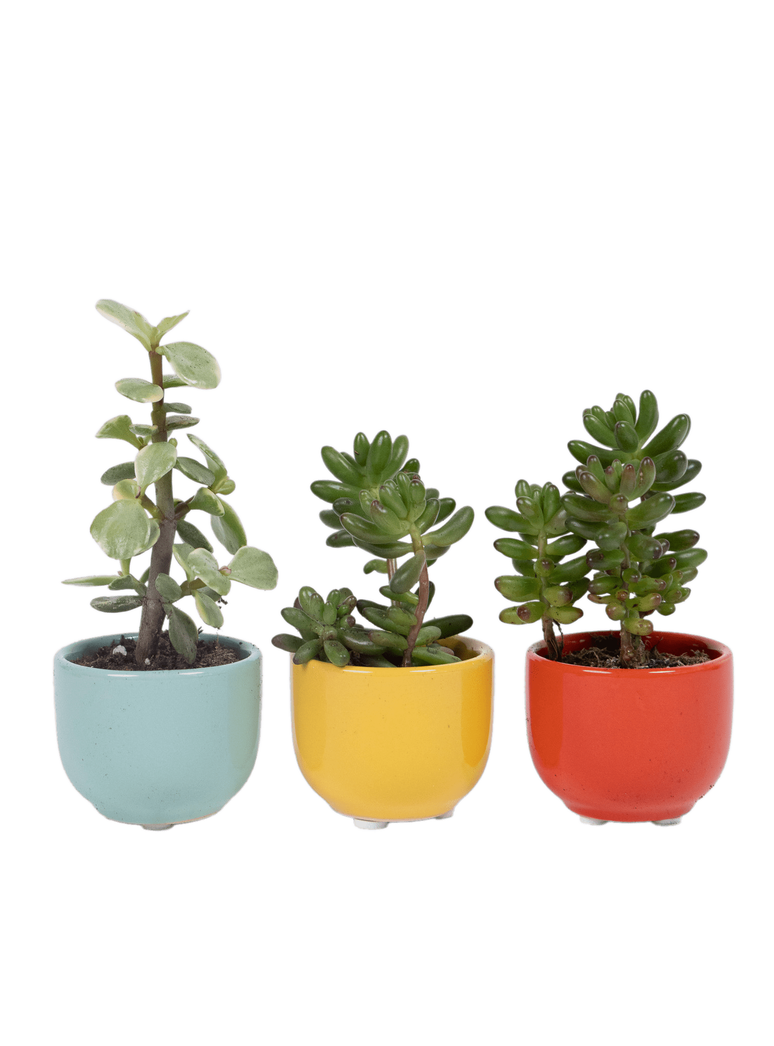 Succulent Cup Ceramic For Weddings - Chive Ceramics Studio - Pots - Chive US