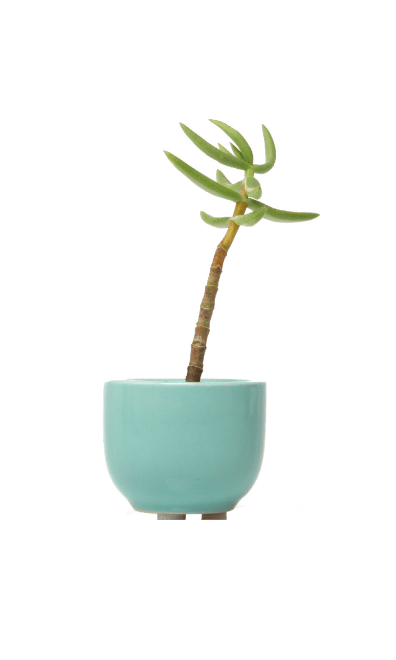Succulent Cup Ceramic For Weddings - Chive Ceramics Studio - Pots - Chive US