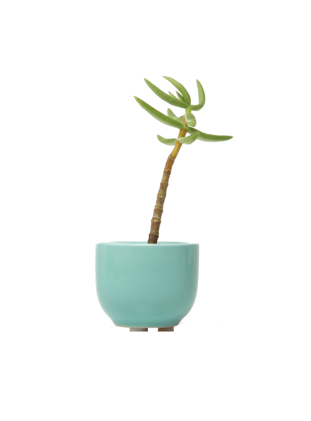 Succulent Cup Ceramic For Weddings - Chive Ceramics Studio - Pots - Chive US