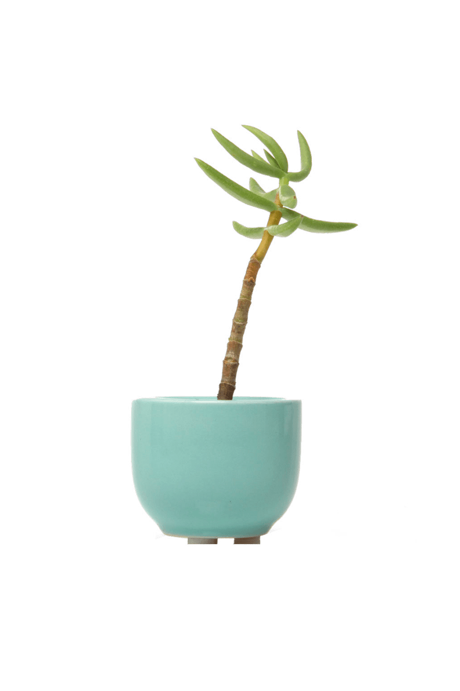 Succulent Cup Ceramic For Weddings - Chive Ceramics Studio - Pots - Chive US