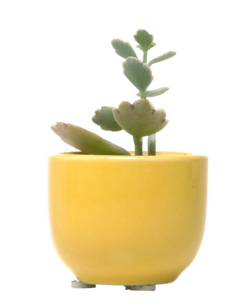 Succulent Cup Ceramic For Weddings - Chive Ceramics Studio - Pots - Chive US