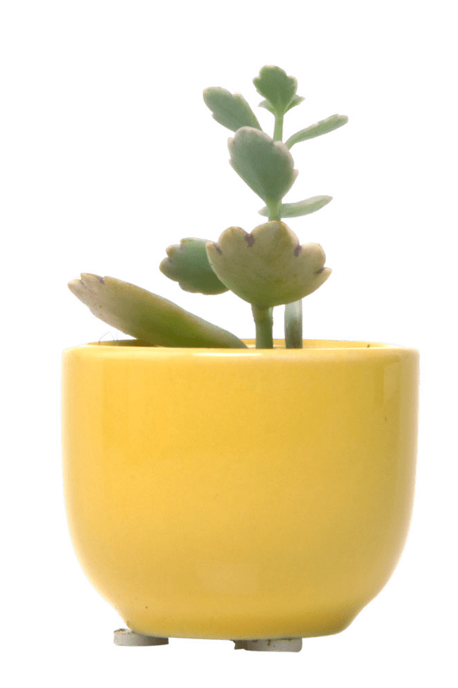 Succulent Cup Ceramic For Weddings - Chive Ceramics Studio - Pots - Chive US