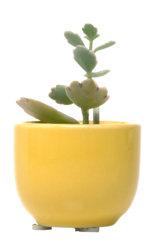 Succulent Cup Ceramic For Weddings - Chive Ceramics Studio - Pots - Chive US